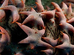 Thelenota ananas (Pineapple sea agurk) nærbilde.jpg