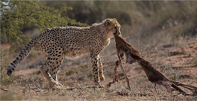 File:This is mine - Cheetah.jpg