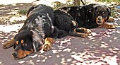 The Tibetan Mastiff is a livestock guard-dog