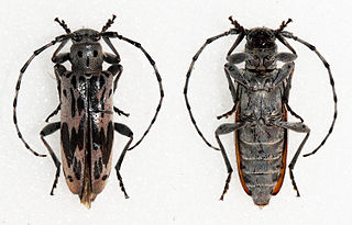 <i>Tigrinestola tigrina</i> Species of beetle