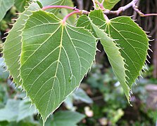 Feuilles ciliées « comme une plante carnivore » (en juin).