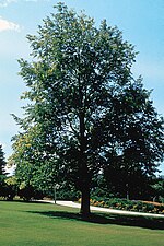 Thumbnail for File:Tilia americana NRCS-1.jpg