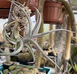 Tillandsia gerdae 19833.JPG