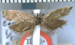 <i>Tingena tephrophanes</i> Species of moth, endemic to New Zealand