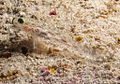Tiny transparent fish at Shaab Marsa Alam, Red Sea, Egypt -SCUBA (6336986795).jpg