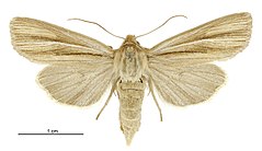 Tmetolophota paraxysta female.jpg