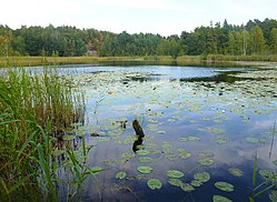 Tollareträsk 2015.