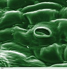 Stoma in a tomato leaf shown via colorized scanning electron microscope Tomato leaf stomate 1-color.jpg