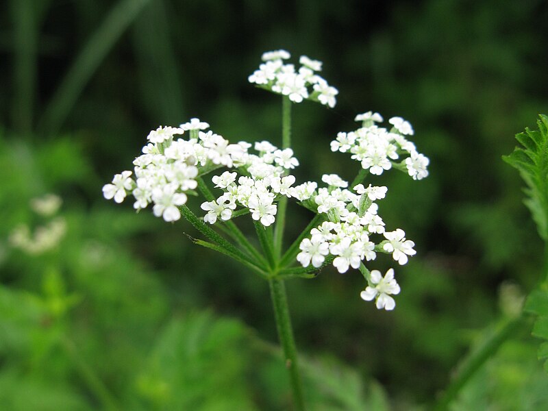 File:Torilis japonica 2.JPG