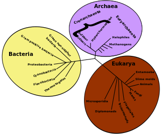 Evolutionary ecology Interaction of biology and evolution