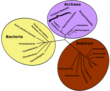 A phylogenetic tree of living things.