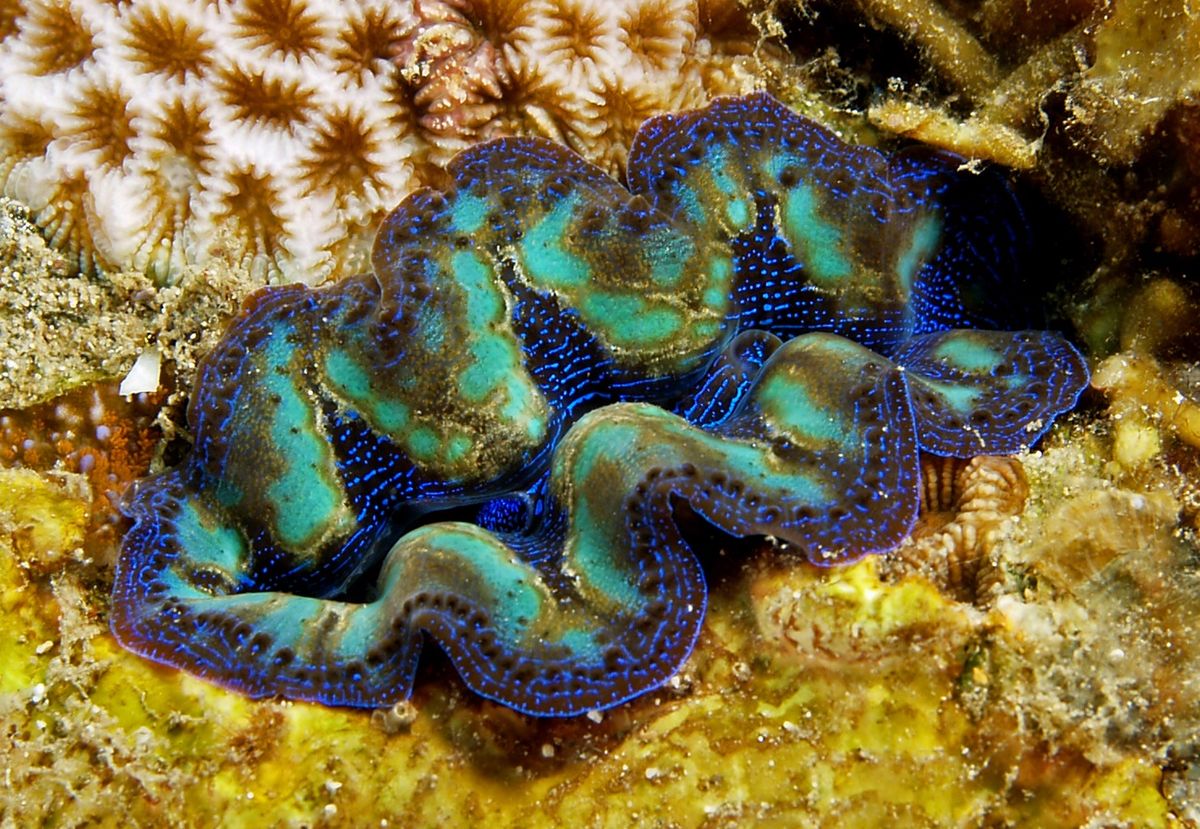 small giant clam