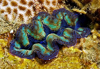 Tridacna crocea