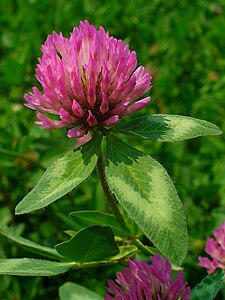 Trifolium pratense Inflorescence