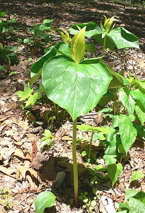 Beschrijving van de afbeelding Trillium_luteum2.jpg.