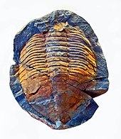 Fossil of the Cambrian-Silurian trilobite Megistaspis Trilobites - Megistaspis aliena..JPG