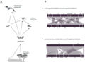 Trophic networks and intraguild interactions of arthropod and vertebrate predators.webp