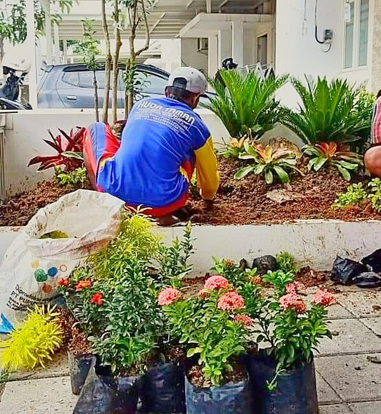 File:Tukang taman surabaya sedang menata taman.jpg