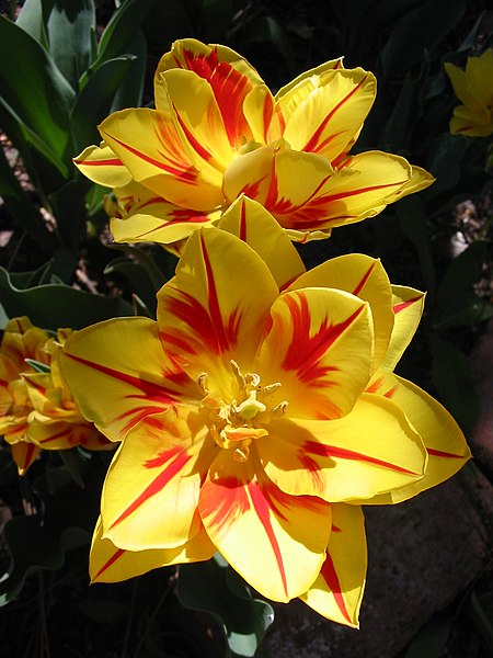 "Monsella" tulip, blooming in Arvada 2006