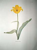 Thumbnail for Tulipa hungarica