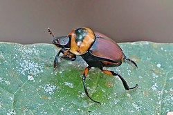 Tumblebug (Canthon histrio).jpg