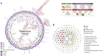 Tupanvirus genome-translation-related factors. a Circular representation of Tupanvirus soda lake genome highlighting its translation-related factors (aaRS, tRNAs and PSF). The box (upright) summarizes this information and considers the Tupanvirus deep ocean data set. b Network of shared categories of translation-related genes (not considering ribosomal proteins) present in tupanviruses, Mimivirus (APMV), Klosneuvirus, Catovirus, Hokovirus, Indivirus and cellular world organism--Encephalitozoon cuniculi (Eukaryota), Nanoarchaeum equitans (Archaea) and Candidatus Carsonella ruddii (Bacteria). The diameter of the organism's circles (numbers) is proportional to the number of translation-related genes present in those genomes. CDS coding sequences, tRNA transfer RNA, aaRS aminoacyl tRNA synthetase, PSF protein synthesis factors. Tupanvirus-Translational-Factors.png