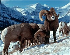 Des mouflons canadiens, dans le parc national de Glacier, dans le Montana.