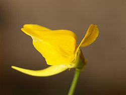 Utricularia laxa 5.jpg