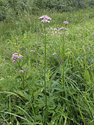 Kozłek bzowy V. sambucifolia