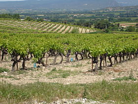 Illustrasjonsbilde av artikkelen Valréas (landsbyene Côtes-du-Rhône)