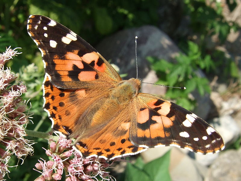 File:Vanessa cardui on Eupatorium02.JPG