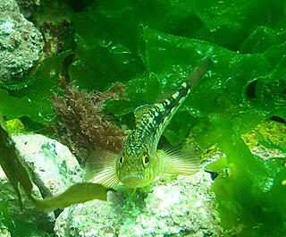 Variable triplefin