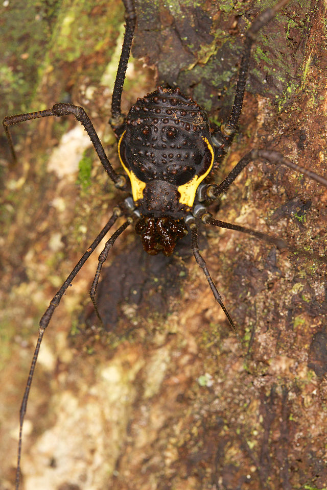 Superfamily Gonyleptoidea · iNaturalist