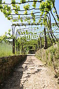 Treille du monastère de Tibaes (Portugal).