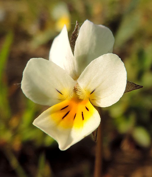 File:Viola arvensis kz4.JPG