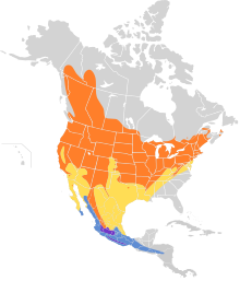 Vireo gilvus map.svg