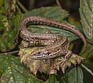 The common lizard lives all over Scovern