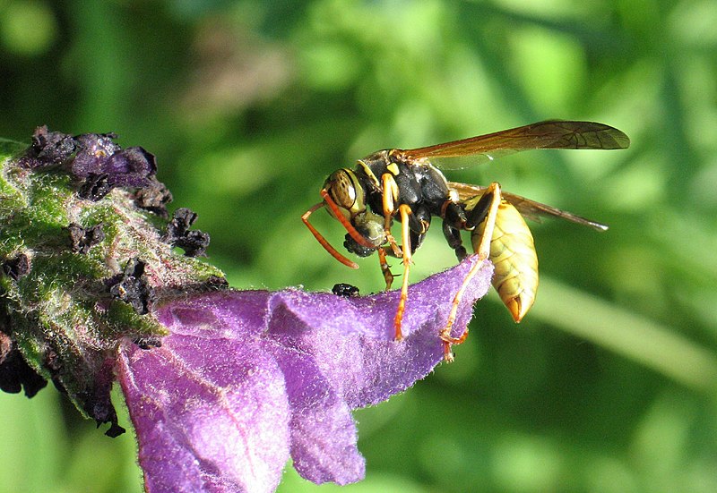 File:Wasp and meal.jpg