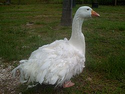 Donau Goose.