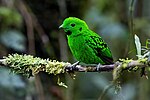 Thumbnail for File:Whitehead's Broadbill 0A2A9668.jpg