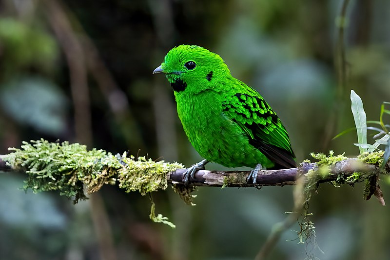 File:Whitehead's Broadbill 0A2A9668.jpg