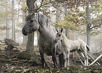 Dźiwjej konjej (Equus ferus) w Erlebnispark Tripsdrill blisko Cleebronna, Němska