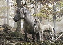 Hoppe og føll i et skoglandskap