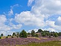 De Wilseder Berg, het hoogste punt van de Lüneburger Heide (169½ meter boven zeeniveau)