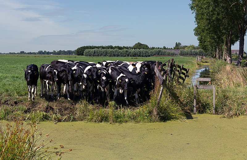 File:Woerdense Verlaat, koeien in weiland langs de Bosweg bij Lusthof de Haeck foto3 2017-07-09 11.11.jpg