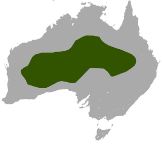 Wongai ningaui Species of marsupial