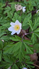 A Flowering Wood Anemone.