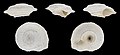 * Nomination Shell of a Moroccan land snail, Xeroleuca degenerans var. validior --Llez 06:51, 7 February 2021 (UTC) * Promotion  Support Good quality. --Ermell 06:59, 7 February 2021 (UTC)