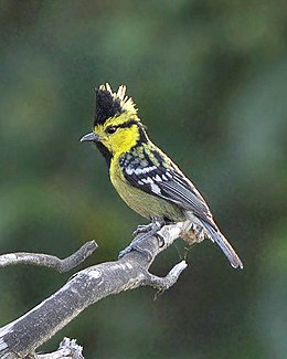 Yellow-cheeked Tit Neora Valley National Park West Bengal India 30.04.2016 (cropped).jpg