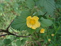 Yellow Flower 1